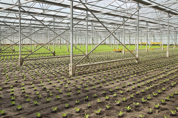 Photo plantage de nouveaux jeunes plants de salade dans la serre