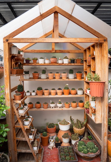 Plantage de petits cactus en serre dans la maison Cactus dans de petits pots placés sur le sol exposés dans la pépinière