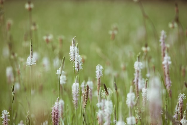 Photo plantain en fleurs abstrait tourné avec arrière-plan flou