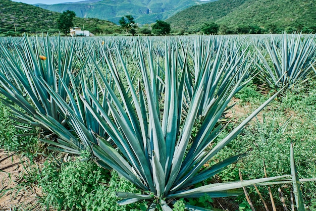 Plantation d'agave bleu sur le terrain pour fabriquer l'industrie de la tequila concept tequila