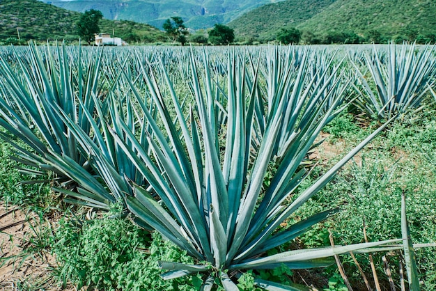 Plantation d'agave bleu sur le terrain pour faire le concept de tequila de l'industrie de la tequila