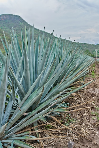 Plantation d'agave bleu sur le terrain pour faire de l'industrie de la tequila concept tequila