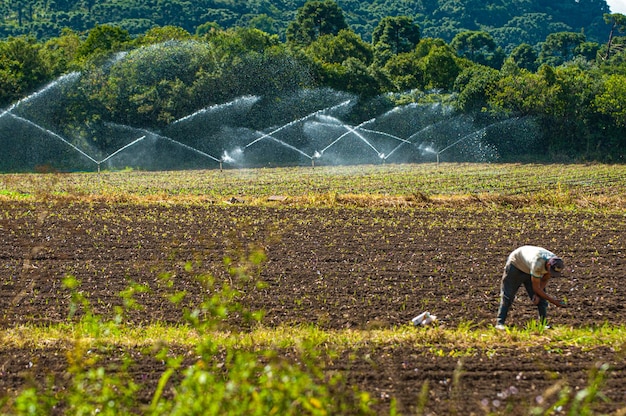 Plantation agricole de fruits et légumes sur des terres fertiles à l'intérieur de Santa Catarina