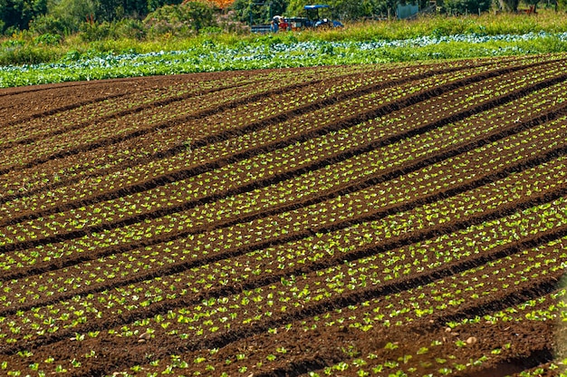 Photo plantation agricole de fruits et légumes sur des terres fertiles à l'intérieur de santa catarina