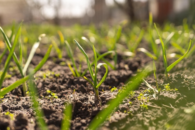 Plantation d'ail de culture biologique dans le potager