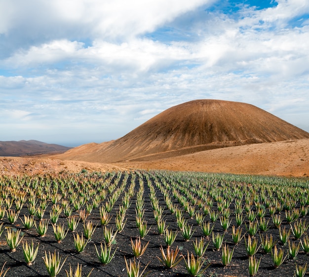 Plantation d'aloe vera sur Fuerteventura, îles Canaries, Espagne