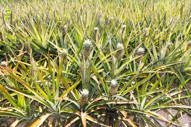 Plantation d'ananas à