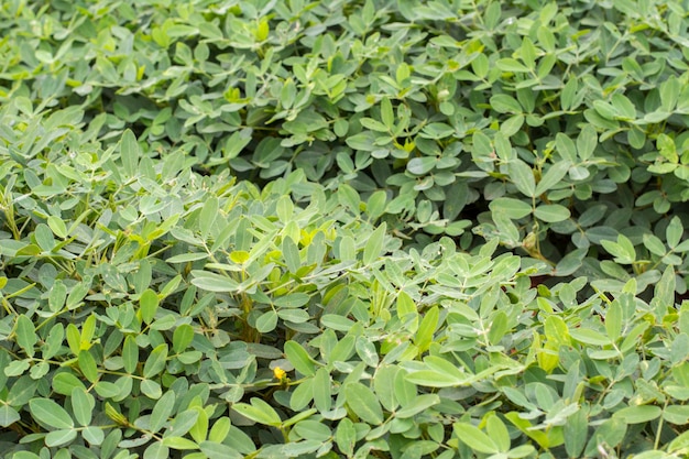 Plantation d'arachides par une journée ensoleillée