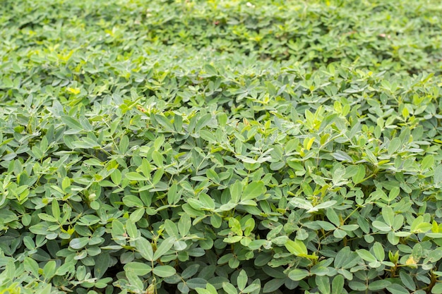 Plantation d'arachides par une journée ensoleillée