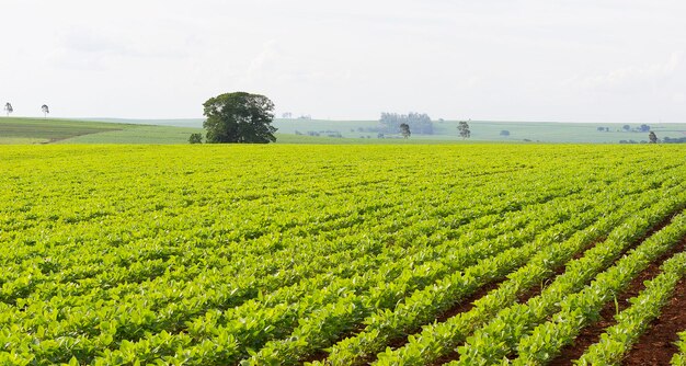 La plantation d'arachides par une journée ensoleillée