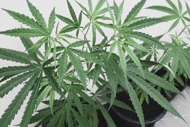 Plantation d'arbres de cannabis en pot