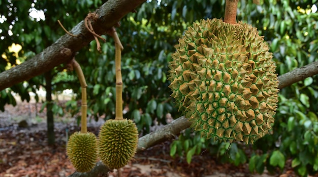 Plantation d'arbres durian feuilles de durian