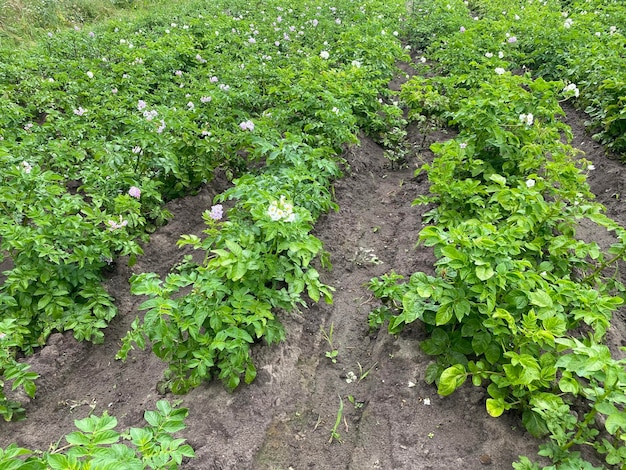 plantation avec des arbustes de pommes de terre à fleurs vertes