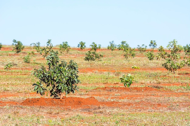 Plantation d'avocat aux beaux jours