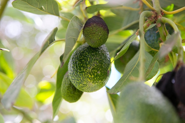 Photo plantation d'avocat avec ses fruits au pérou