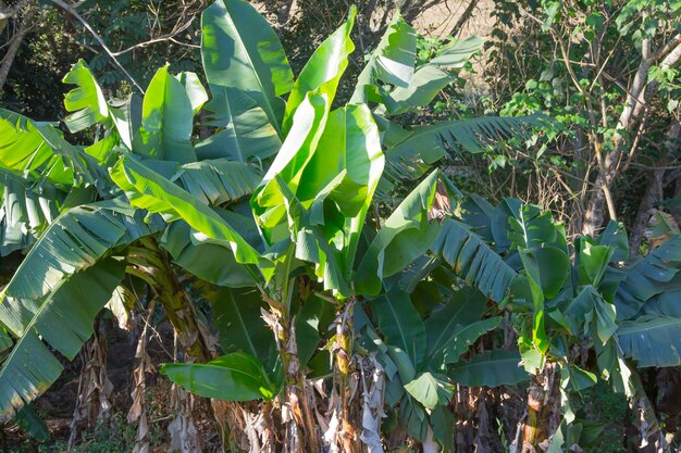 Plantation de bananes dans une ville de l'intérieur du Brésil