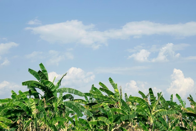 La plantation de bananes dense derrière est un ciel bleu vif