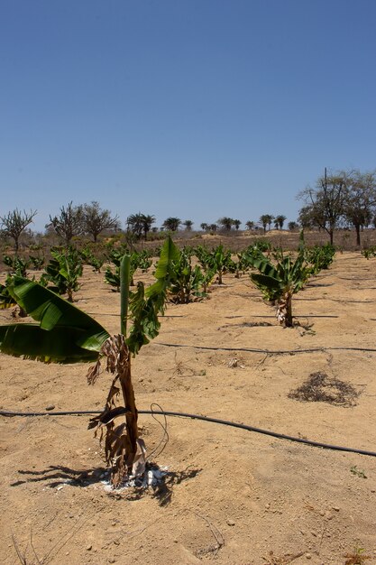 Plantation de bananes irriguées dans un endroit sec par une journée ensoleillée