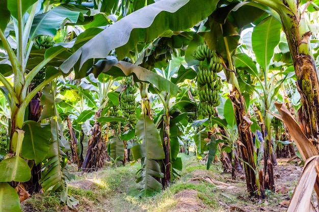 Plantation des bananiers verts en été