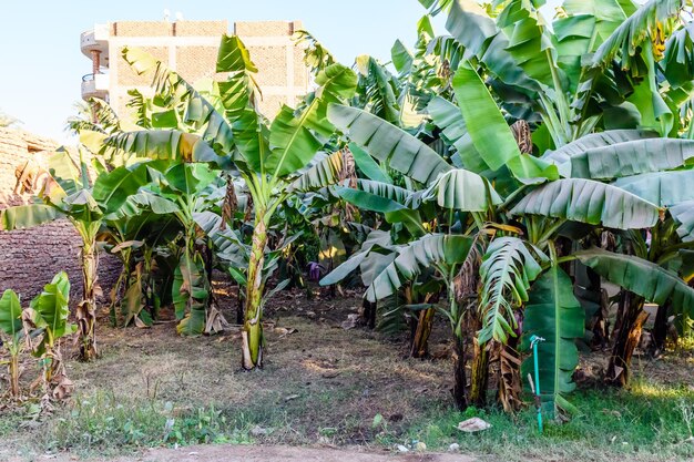 Plantation des bananiers verts en été