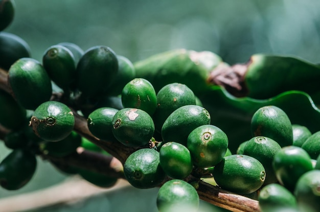 Plantation de café dans le Minas Gerais Brésil