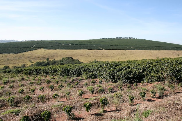 Plantation de café à la ferme au Brésil