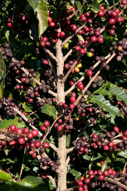 Plantation de café à la ferme au Brésil