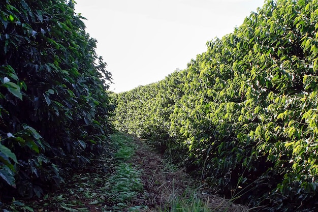 Plantation de café à la ferme au Brésil