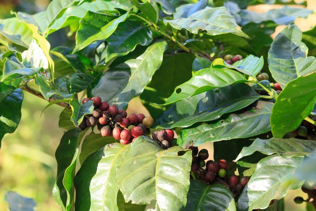 Plantation de café