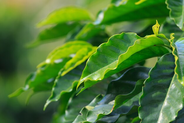 Plantation de café