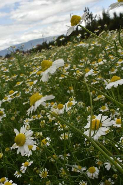 Plantation de camomille