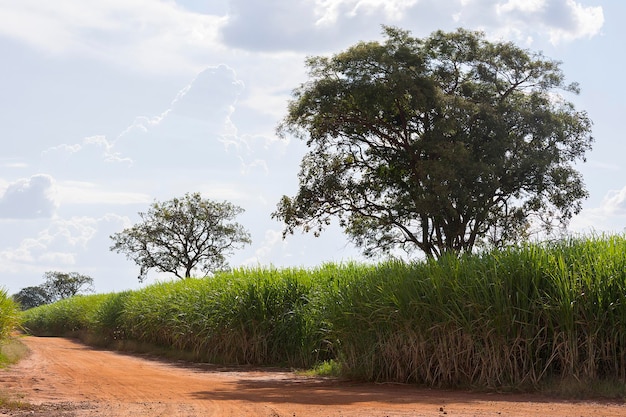 Plantation de canne à sucre aux beaux jours