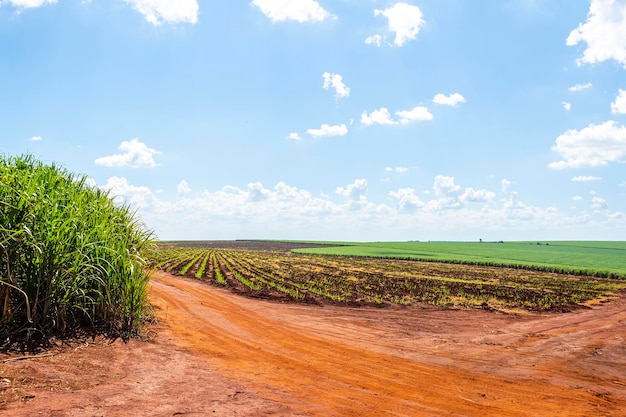 Plantation de canne à sucre par une journée ensoleillée