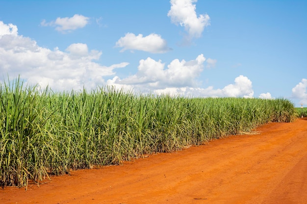 Plantation de canne à sucre par une journée ensoleillée