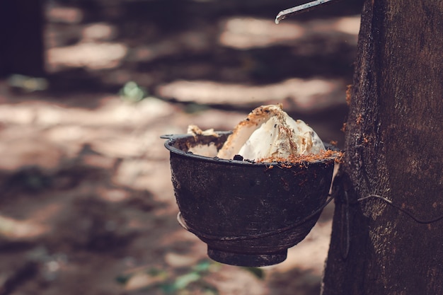 Plantation de caoutchouc (lait en caoutchouc) en Thaïlande