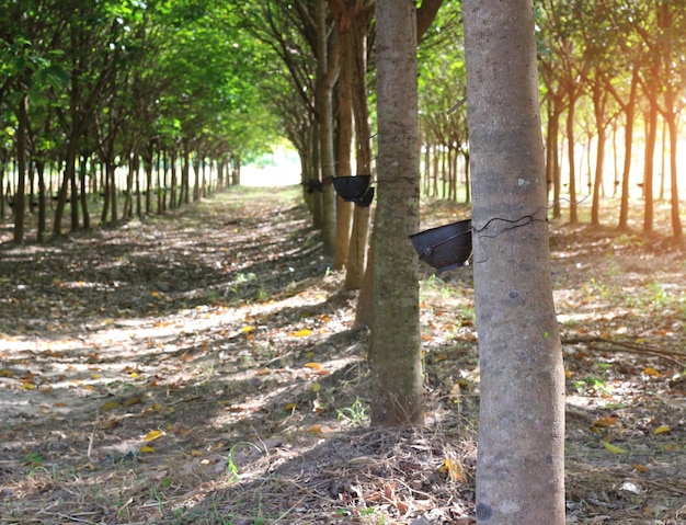 plantation de caoutchouc