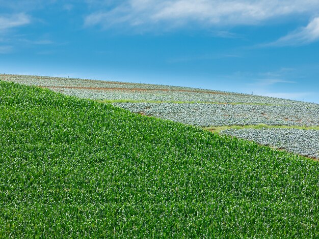 Plantation de champs de maïs au Brésil