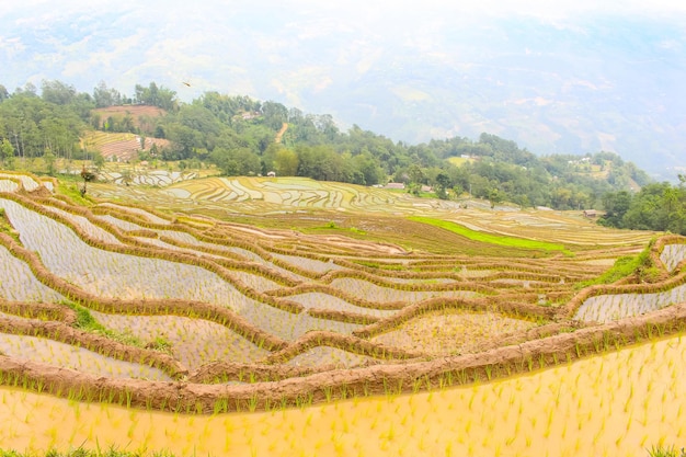 Plantation et champs de riz paddy Belles rizières en Asie, Terathum, Népal