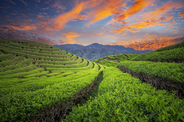 Plantation de champs de thé au beau coucher de soleil