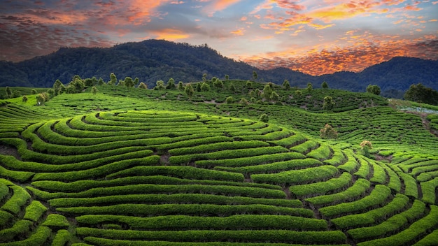 Plantation de champs de thé au beau coucher de soleil