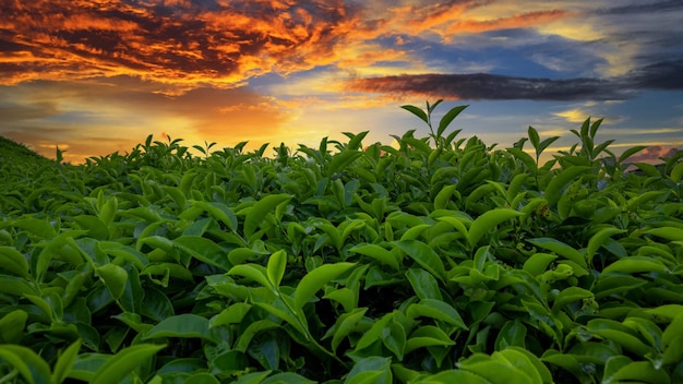 Plantation de champs de thé au beau coucher de soleil