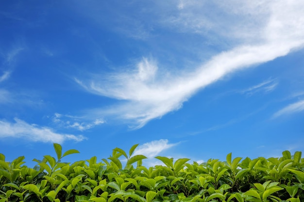 Plantation de champs de thé dans une belle journée et ciel