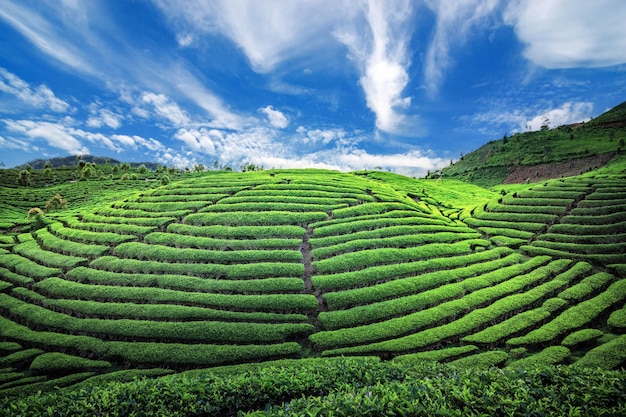 Plantation de champs de thé dans une belle journée et ciel