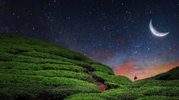 Plantation de champs de thé dans la belle nuit et le ciel