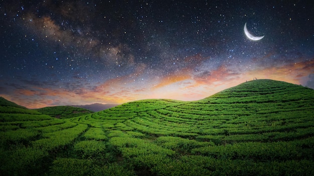 Plantation de champs de thé dans la belle nuit et le ciel