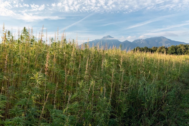 Une plantation de chanvre cultivée avec un ciel bleu clair au-dessus