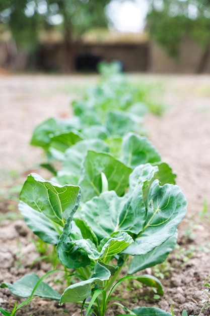 Plantation de choux dans le champ