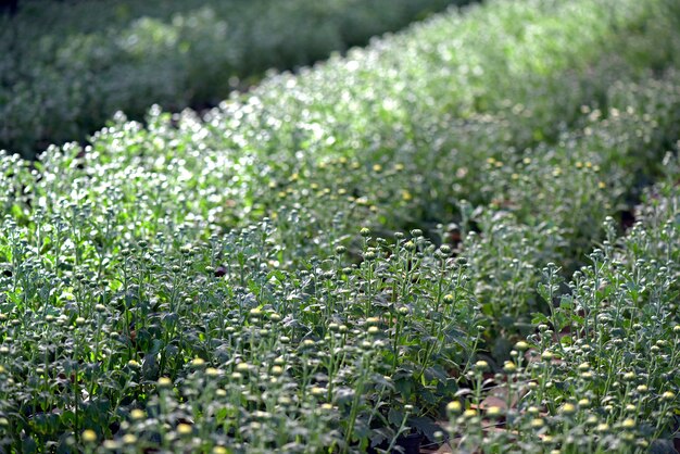 Plantation de chrysanthèmes