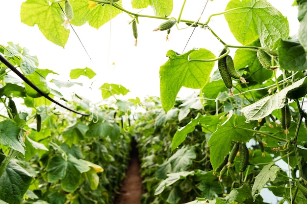 Plantation de concombre