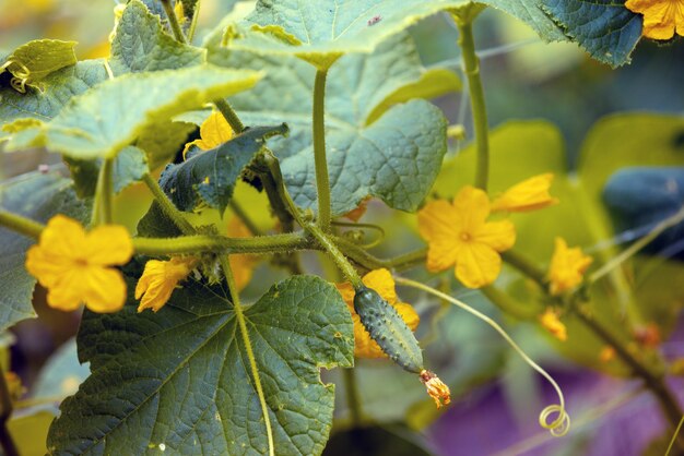 Plantation de concombres à fleurs Fond naturel